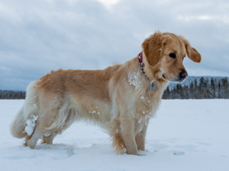 Golden retriever standing in snow.