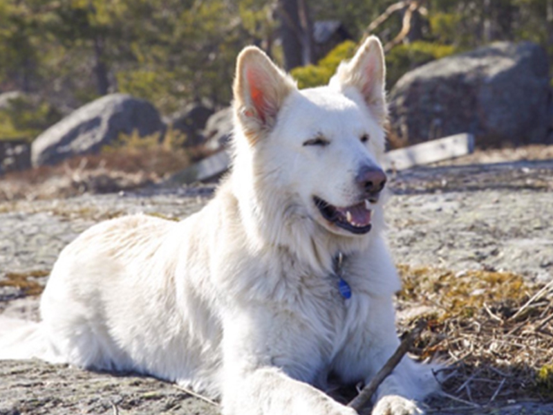 White German shepherd laying on the ground with his eyes closed.