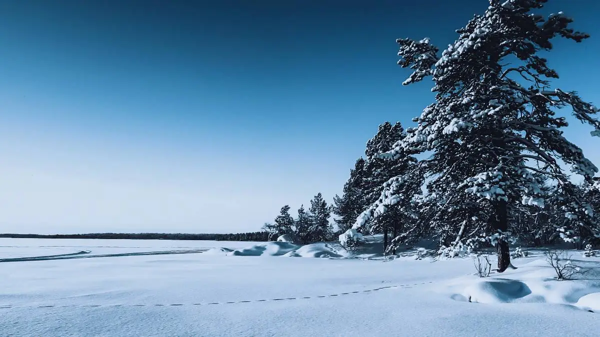 Talvinen maisema, jossa lumihanki ja lumisia havupuita.